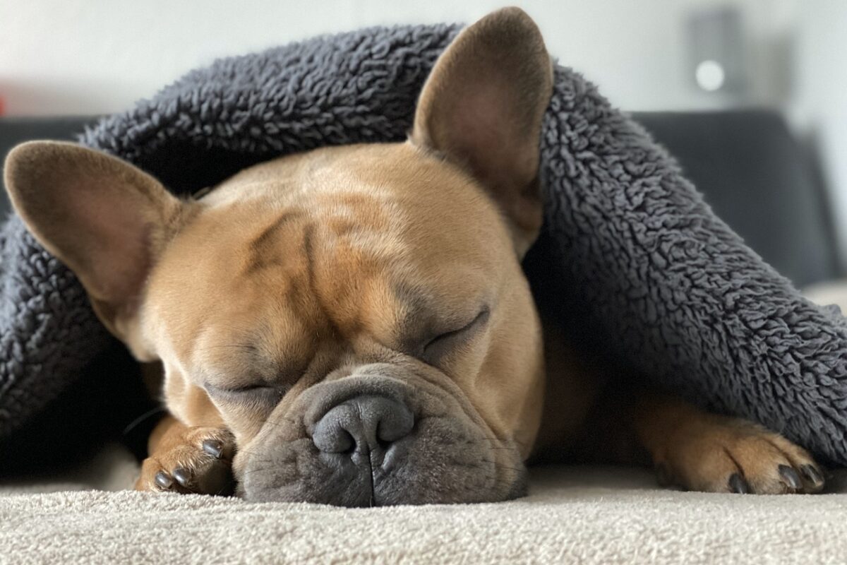 寝ている犬