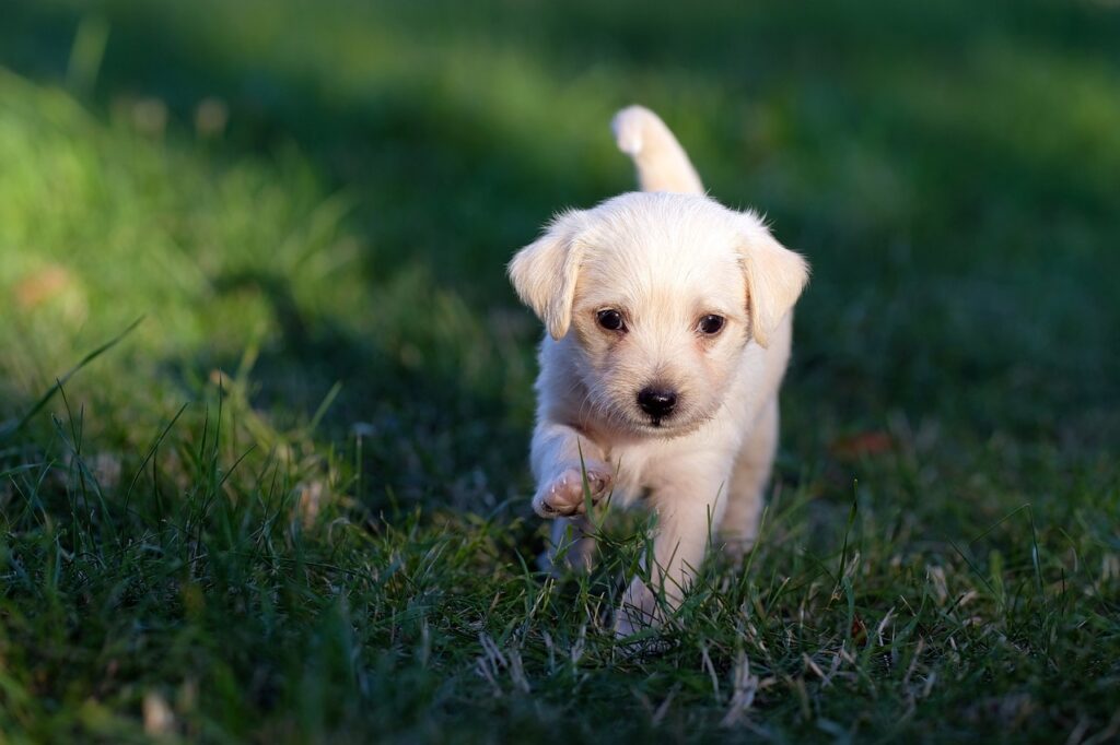 子犬