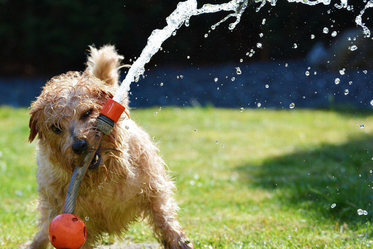 犬の水遊び