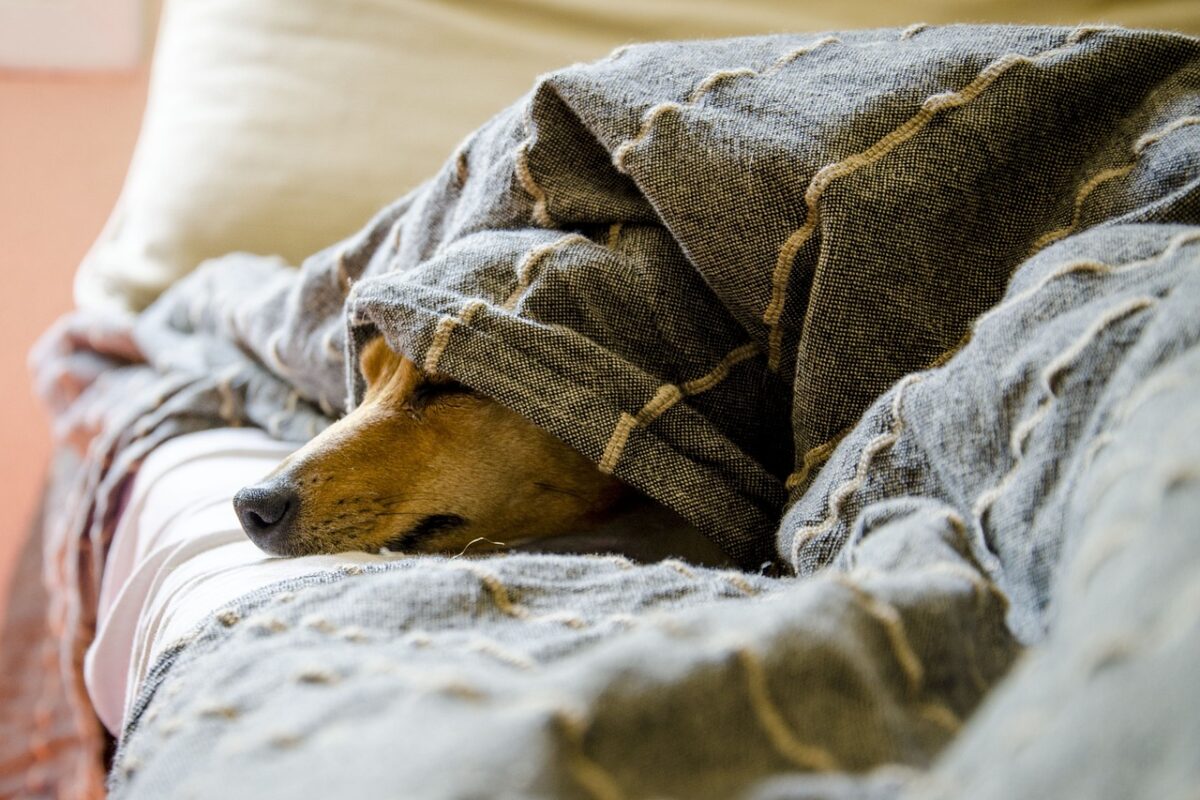 くるまった犬