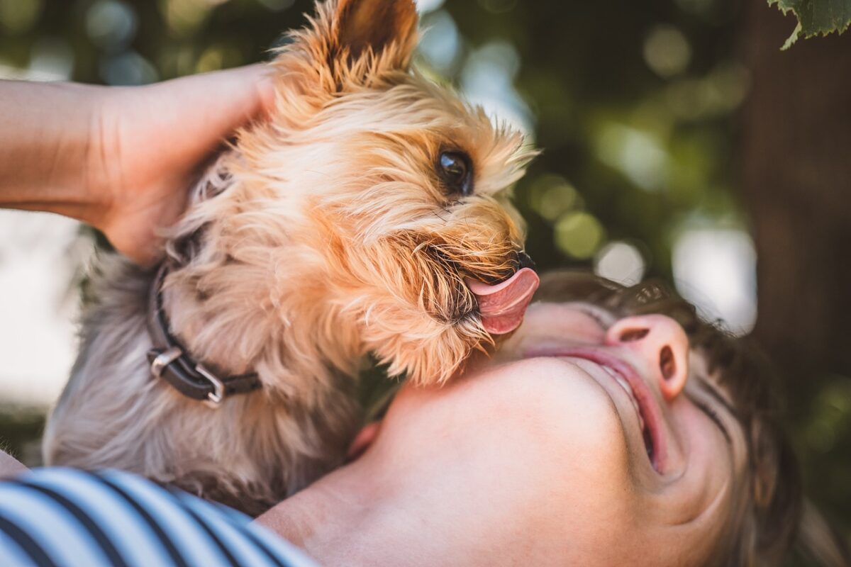 顔を舐める犬